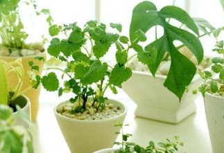 办公室摆放哪种水生植物更符合风水学？