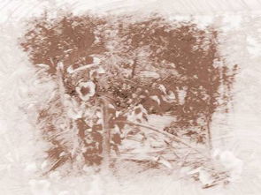 周公解梦：梦见桃树开花是什么预兆或含义？