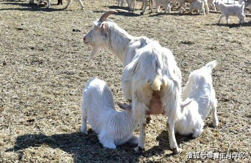 2015年属什么生肖？15年是属马还是属羊，究竟有何含义？