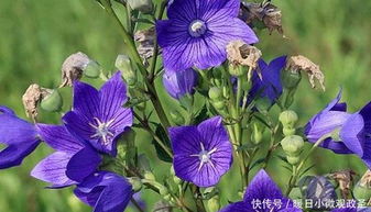 金牛座一生的守护者守护金牛座的究竟是什么星座呢？