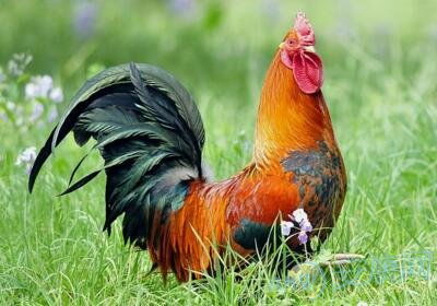 今日属鸡的财运如何？12生肖中鸡的今日财运分析是怎样的？