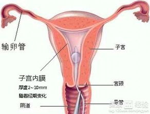 4. 子宫发育异常：结构上的“缺陷”
