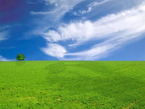 蓝天白云鸟儿飞暗示哪个生肖？口吐朵朵白云花对应哪个生肖？