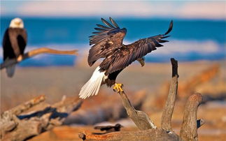 属虎的人哪一天出生最不吉利？虎年哪天出生的人运势最佳？