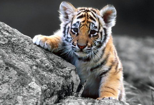 2026年属虎本命年马年冲煞吉日有哪些，需要注意什么呢？