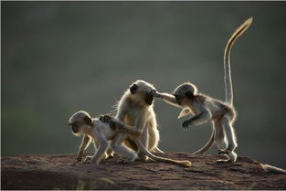 将孳孳不倦对应生肖为长尾，会是怎样的生肖呢？