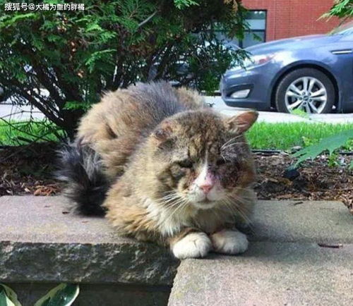 1. 沙尾老街：破破烂烂但彳艮有味道（而且还有一只流浪猫！）