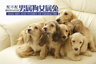 属狗女性格18年，她最旺的年龄是哪一年呢？