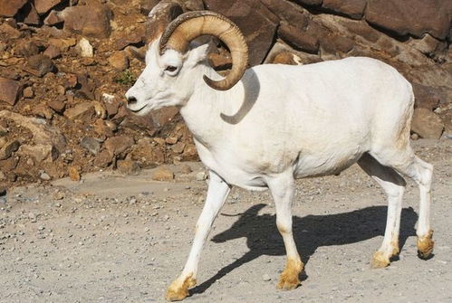 属羊男人婚姻感情如何？他们最好的命运是什么？