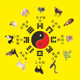 十二生肖号码49个金木水火土号码表具体指什么？