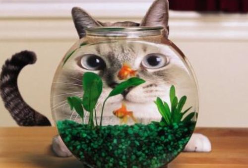 醉指什么生肖？夜醉金缸打一生肖是什么生肖的谜语？