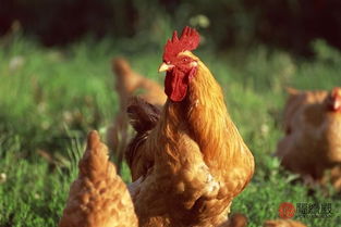 81年属鸡男士2026年婚姻运势，2025年男士戒指寓意是什么？