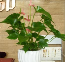 二、 对带刺观赏植物及其附随迷思之批判性辨析