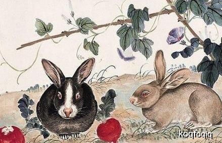 2026年属兔7月运势和属虎全年运势分别是什么？