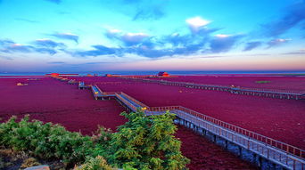 红海滩“野路线”：比主景区更出片的秘境，  藏在当地人的自行车筐里