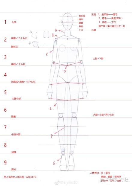 1. 身体比例与命运相联