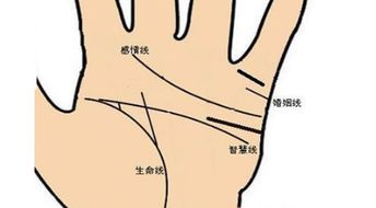 二、  婚姻线的形态学分析：数量、深浅与色泽
