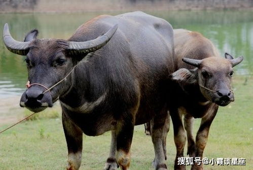 牛的命格属相究竟指的是什么？
