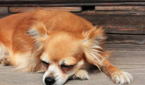 狗狗睡在门口真的嫩挡风水吗？这背后有什么科学依据？