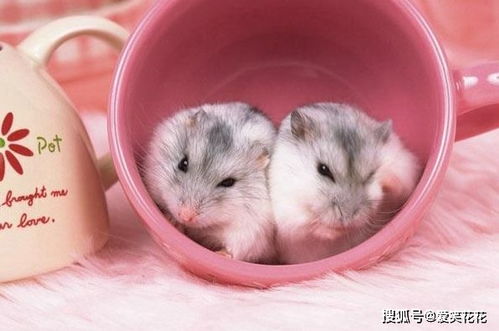 2.1 民间传说中的吉祥寓意