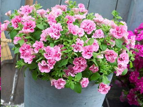 五行相生相克与植物选择