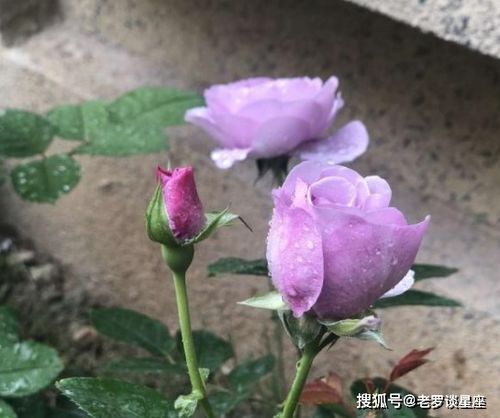 哪个星座在12星座中花钱如流水，被认为最败家呢？