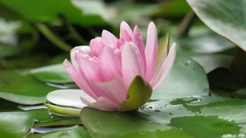 1. 绿植生气的引入与大叶植物的优选机制