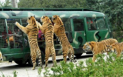 迷你穿梭——迷失童话里的隧道