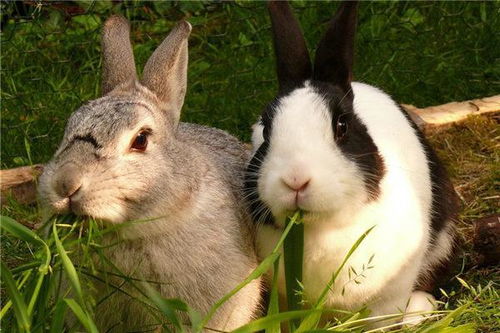 87年属兔的女性在感情中是否始终如一，表现出极高的专一性？