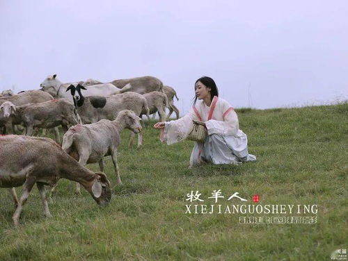 2026年属羊人运势如何？全年运势大揭秘是什么？