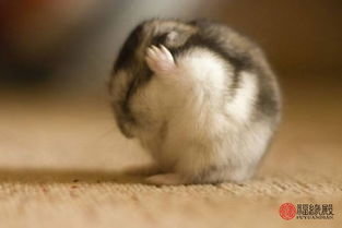 2026年96年属鼠的人姻缘如何？八字姻缘解析能提供哪些信息？