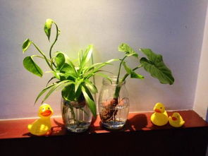 植物摆放：净化空气与提升生气