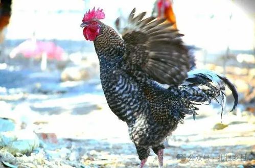 中年以婚女人梦见公鸡打鸣，预示着什么吉凶？