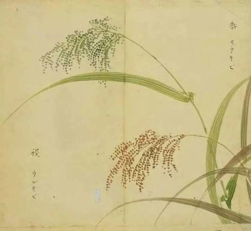 诗经里的美名