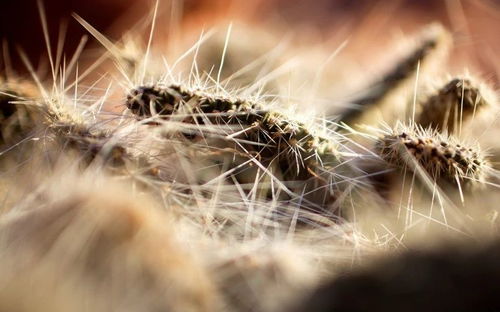干草？不！它是人生的照妖镜！