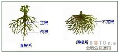 卯木是否为乙木的强根？