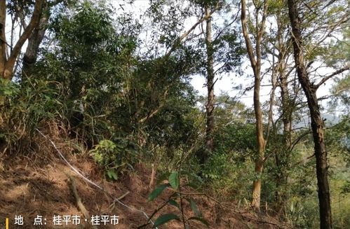 2.6　林地施肥