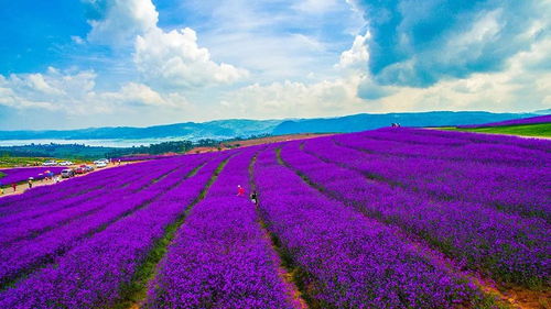 薰衣草庄园？7月康定的薰衣草刚打苞， “花海”其实P出来的