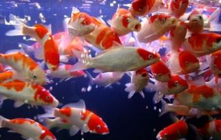 三、 观赏鱼大面积死亡——财运与健康警示