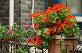 1.1 牵牛花：虚华易逝的象征