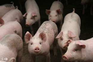 1995年属猪的人，2026年有哪个月份结婚最为吉利？