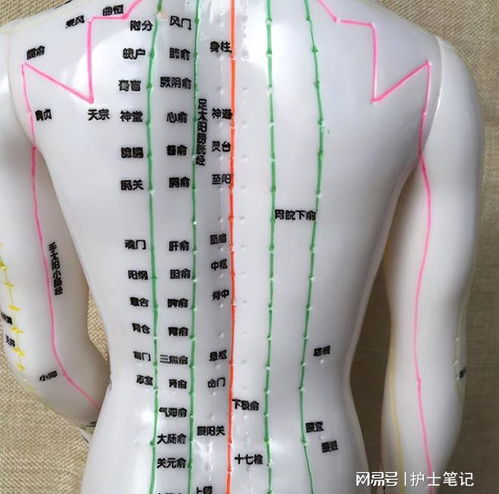 4.2 刮痧法：重点穴位组合