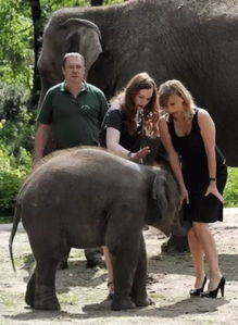 黯然销魂是哪个生肖动物？