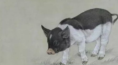 2026年属水猪佩戴什么护身挂件代表吉祥如意？