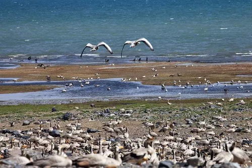 青海湖鸟岛景区门票到底有啥优惠？——一篇乱糟糟的旅行“攻略”
