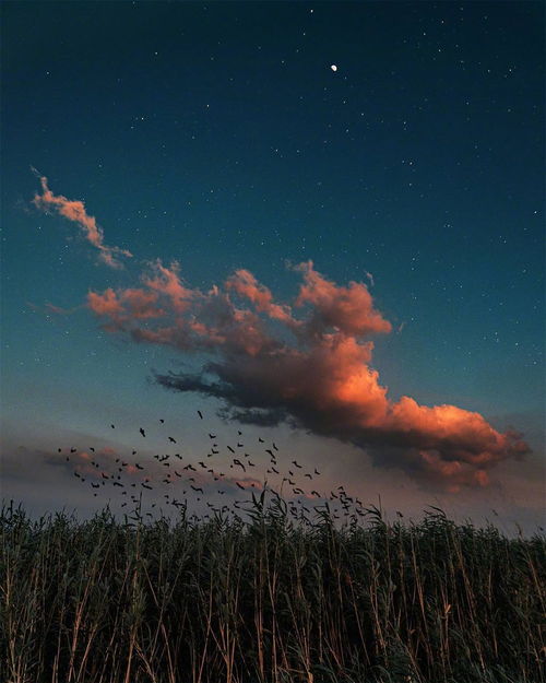 星座在寂静深夜中思念之形态的学术分析