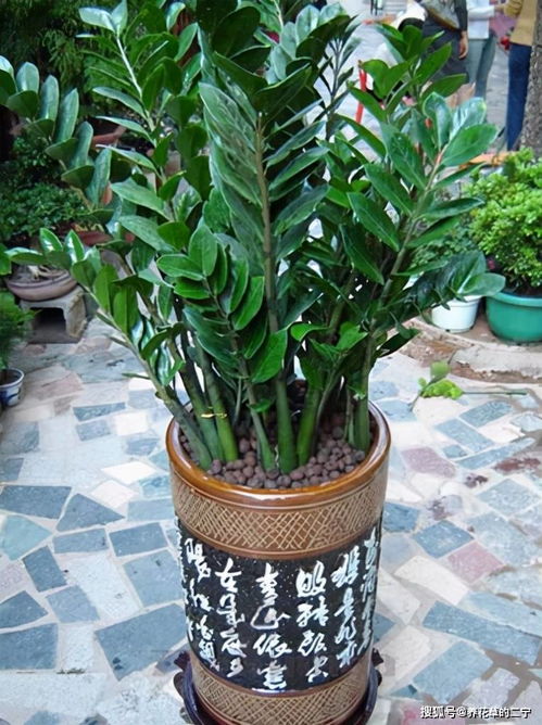 1. 金钱树：财富具象化的风水载体