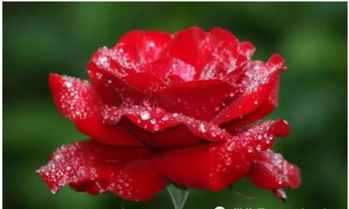 救命！梦见红花是不是要走狗屎运了？