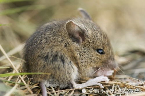 2026年，72年属鼠男运势如何，有哪些变化和挑战？