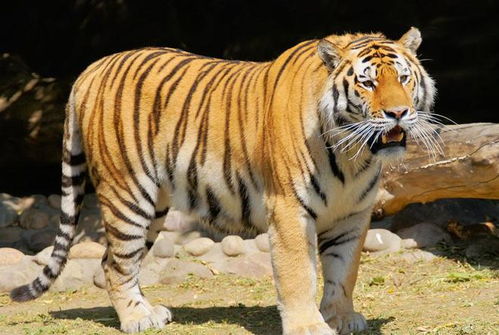 1.2 属虎人的命理特征与冲煞分析